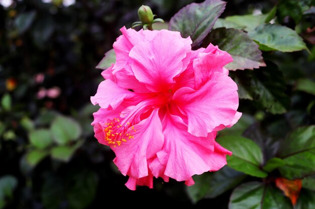 Foto gratis de fondo de naturaleza verde flor de hibisco rojo