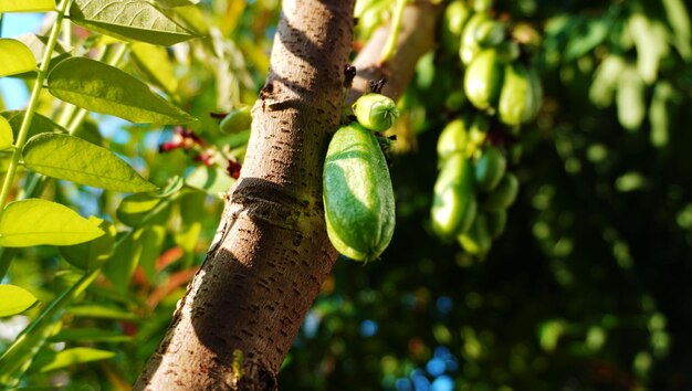 Foto foto gratis de la fruta de las estrellas en el árbol