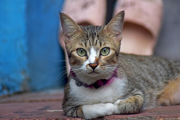 Foto grátis gato