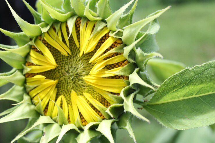 Foto gratuita de la flor en primer plano