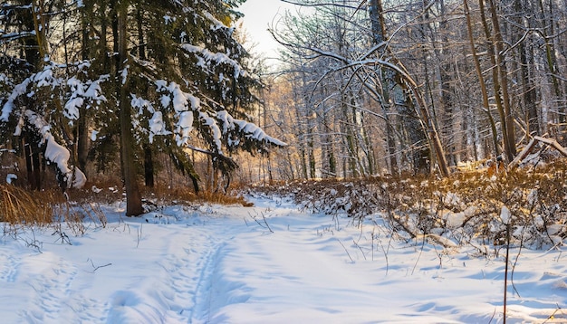 Foto gratuita del misterioso paisaje invernal majestuosas montañas en invierno Generado por IA