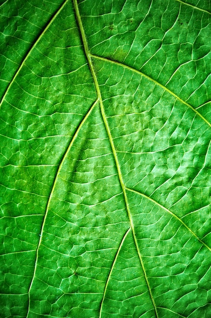 Foto grünes Blatt aus nächster Nähe