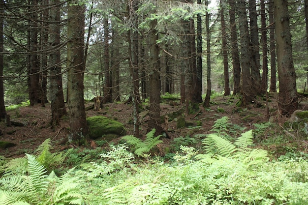 Foto de un helecho en el bosque.