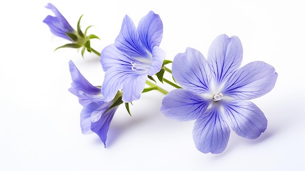 Foto de la hermosa flor de la escalera de Jacob aislada sobre un fondo blanco