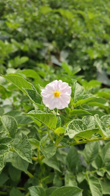 Foto foto hermosa flor entre la hoja verde