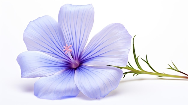 Foto foto de una hermosa flor de lino aislada sobre un fondo blanco