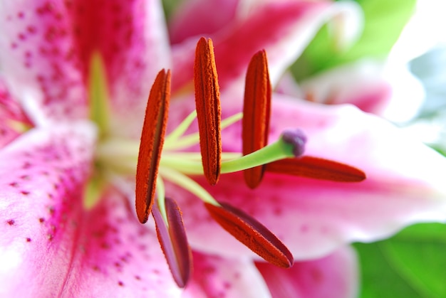 Foto de una hermosa flor de lirio