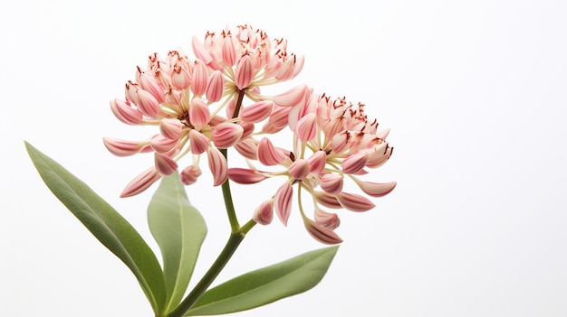 Foto de la hermosa flor de Milkweed aislada sobre un fondo blanco