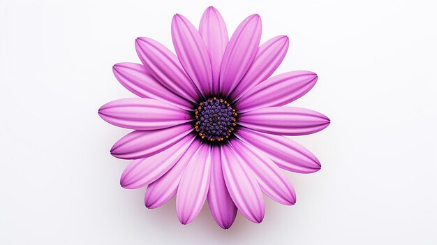 Foto de una hermosa flor de Osteospermum aislada sobre un fondo blanco