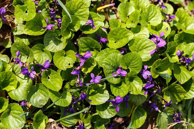 Foto foto de la hermosa flor púrpura