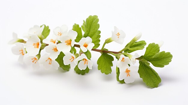 Foto de la hermosa flor de Rockcress aislada sobre un fondo blanco