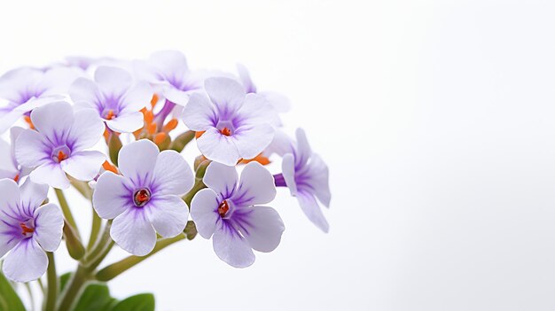 Foto de la hermosa flor de Rockcress aislada sobre un fondo blanco