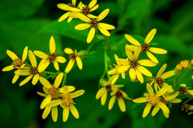 Foto de hermosa flor silvestre amarilla en las montañas de los Cárpatos