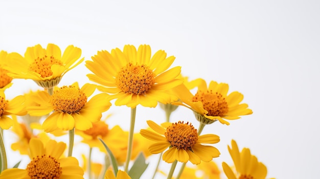 Foto de la hermosa flor de Sneezeweed aislada sobre un fondo blanco