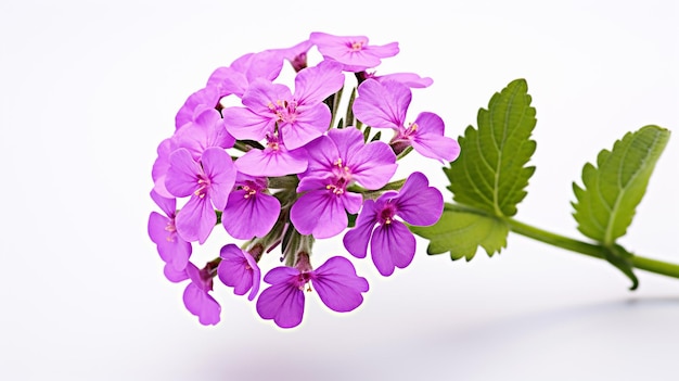 Foto de la hermosa flor de Vinca aislada sobre un fondo blanco