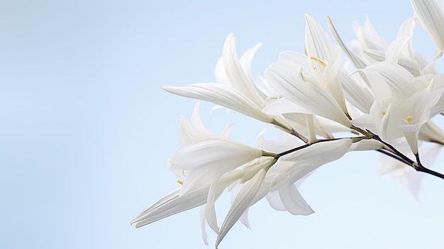 Foto de la hermosa flor de yuca aislada sobre un fondo blanco