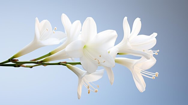 Foto de la hermosa flor de Zantedeschia Calla aislada sobre un fondo blanco