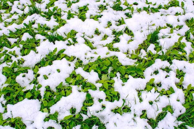 Foto de hermosa hierba verde después de caer nieve en primavera