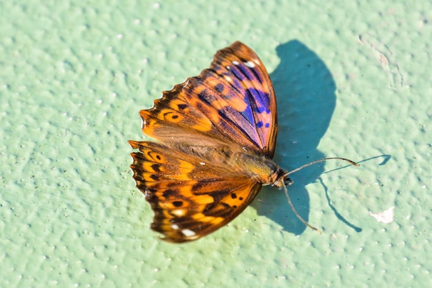 Foto de una hermosa mariposa marrón sobre fondo verde