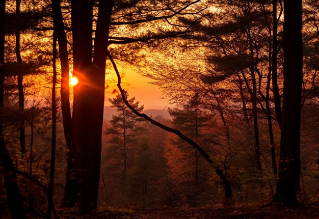 Foto foto de una hermosa puesta de sol vespertina en la naturaleza del bosque salvaje