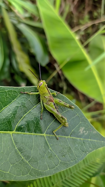 foto hermosa de saltamontes en las hojas