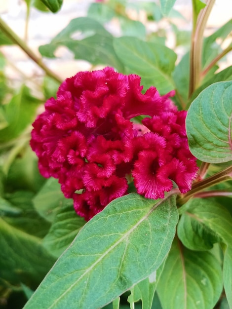 Foto foto de las hermosas flores de celosia roja