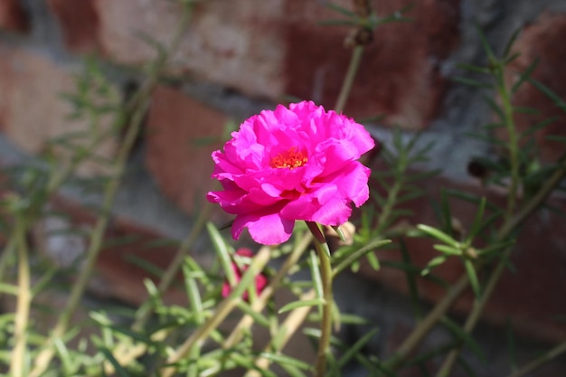 Una foto de hermosas flores naturales