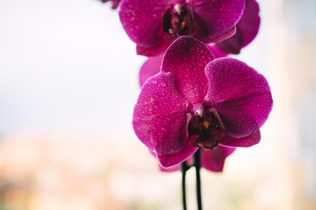 una foto de hermosas flores de orquídeas con gotas de agua