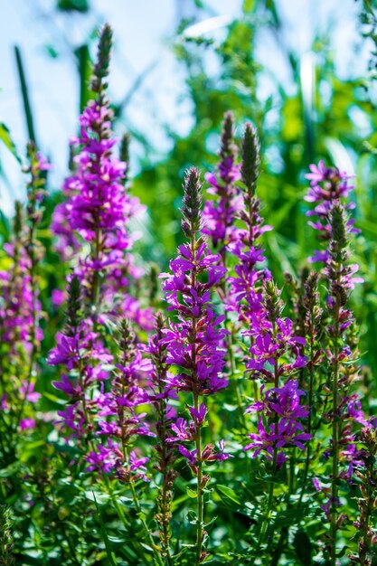 Foto de unas hermosas flores de violeta en un día de verano