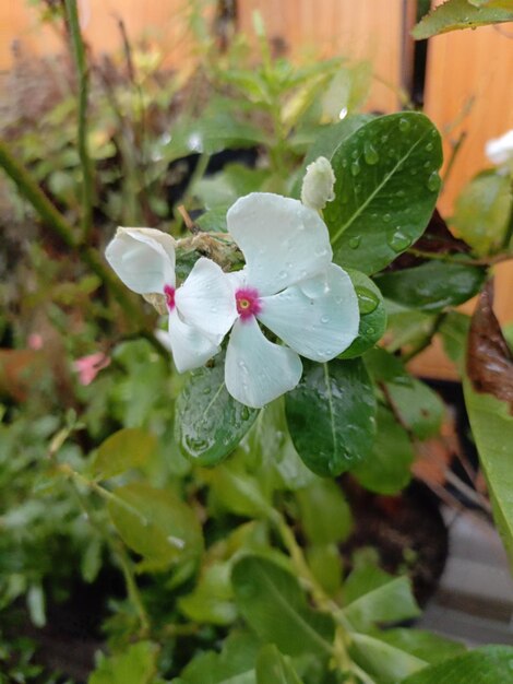 Foto foto de hermosas pequeñas flores blancas