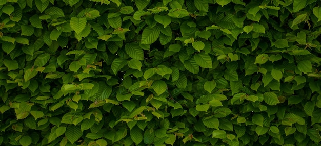 foto de hermosas plantas