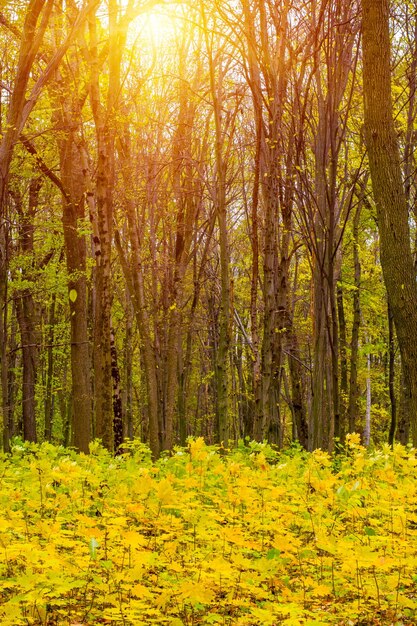 Foto foto de un hermoso bosque naranja de otoño con hojas