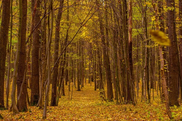 Foto del hermoso bosque otoñal naranja con hojas y camino