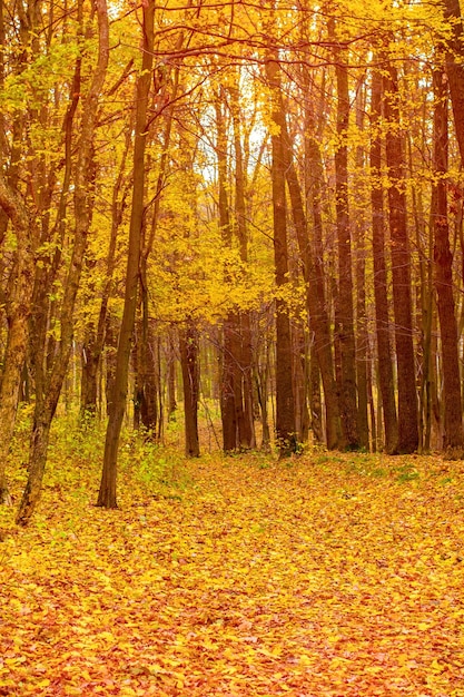 Foto del hermoso bosque otoñal naranja con hojas y camino