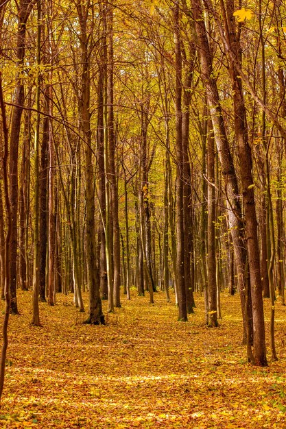 Foto del hermoso bosque otoñal naranja con hojas y camino