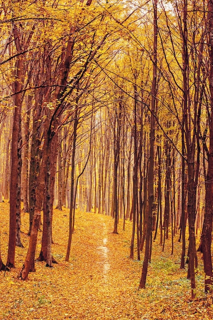 Foto de un hermoso bosque de otoño naranja con hojas y carretera