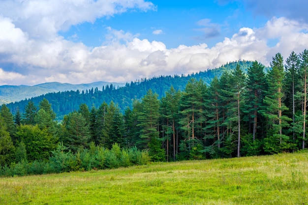 Foto de un hermoso bosque verde y un valle en las montañas de los Cárpatos