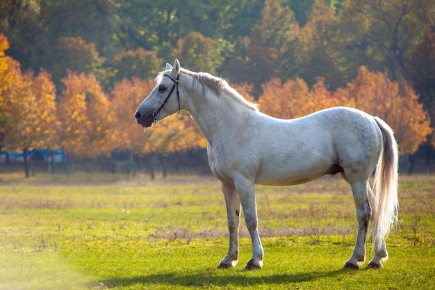 Foto de un hermoso caballo blanco en la naturaleza en una planta de fondo