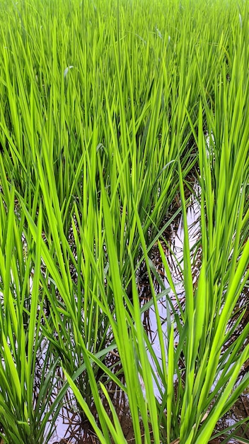 Foto hermoso campo de arroz verde