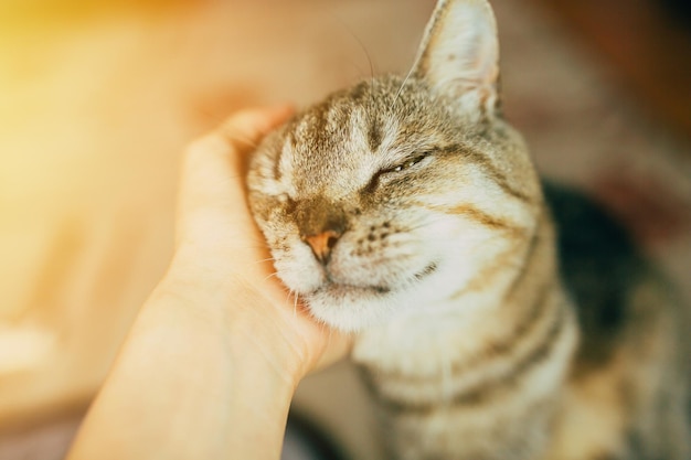 Foto de un hermoso gato gris en una habitación con rayos de sol.