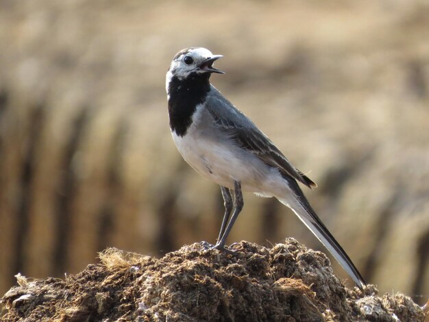 foto de un hermoso pájaro