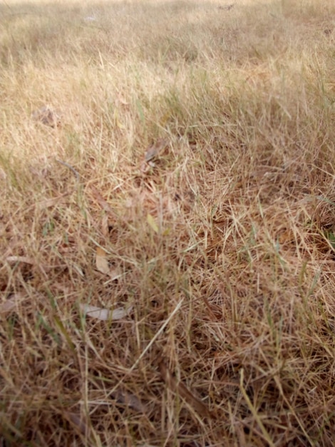 Una foto de hierba seca