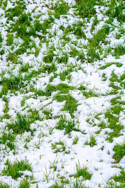 Foto de hierba verde después de caer nieve en primavera