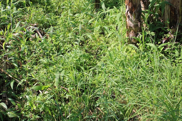 Foto de hierba verde fresca en la mañana