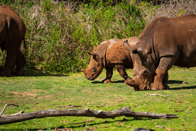 Foto hipnotizante de rinoceronte na grama durante o dia