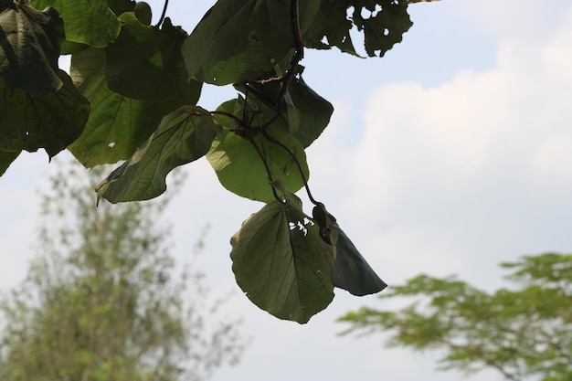 Foto de hoja pequeña colgando arriba