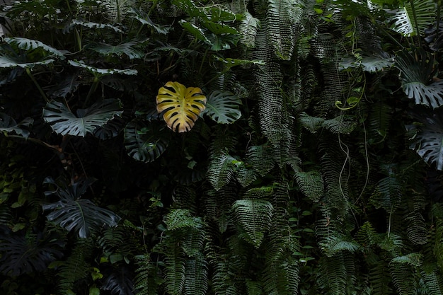 foto con hojas de ficus verdes y una amarilla en el centro. foto art nouveau para la portada de una revista.