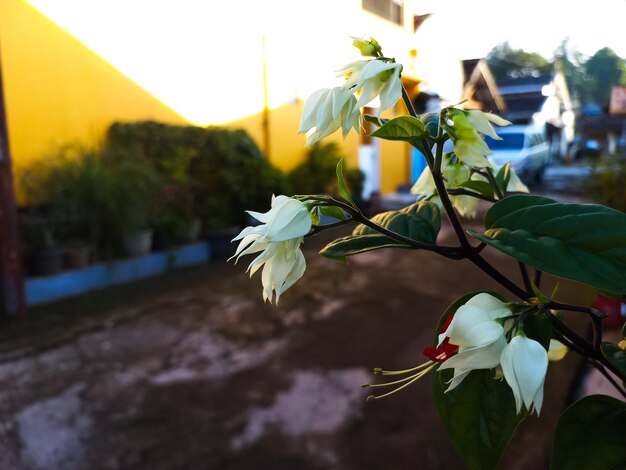 foto de hojas y flores para fondo natural