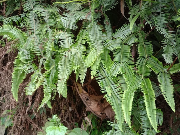 Foto foto de hojas de menta secas vivas y muertas que crecen en un acantilado.