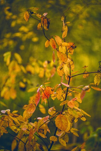 Foto de hojas de otoño sobre fondo borroso